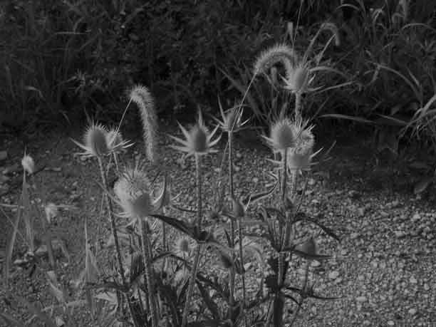 Thistles and timothy, 2010
